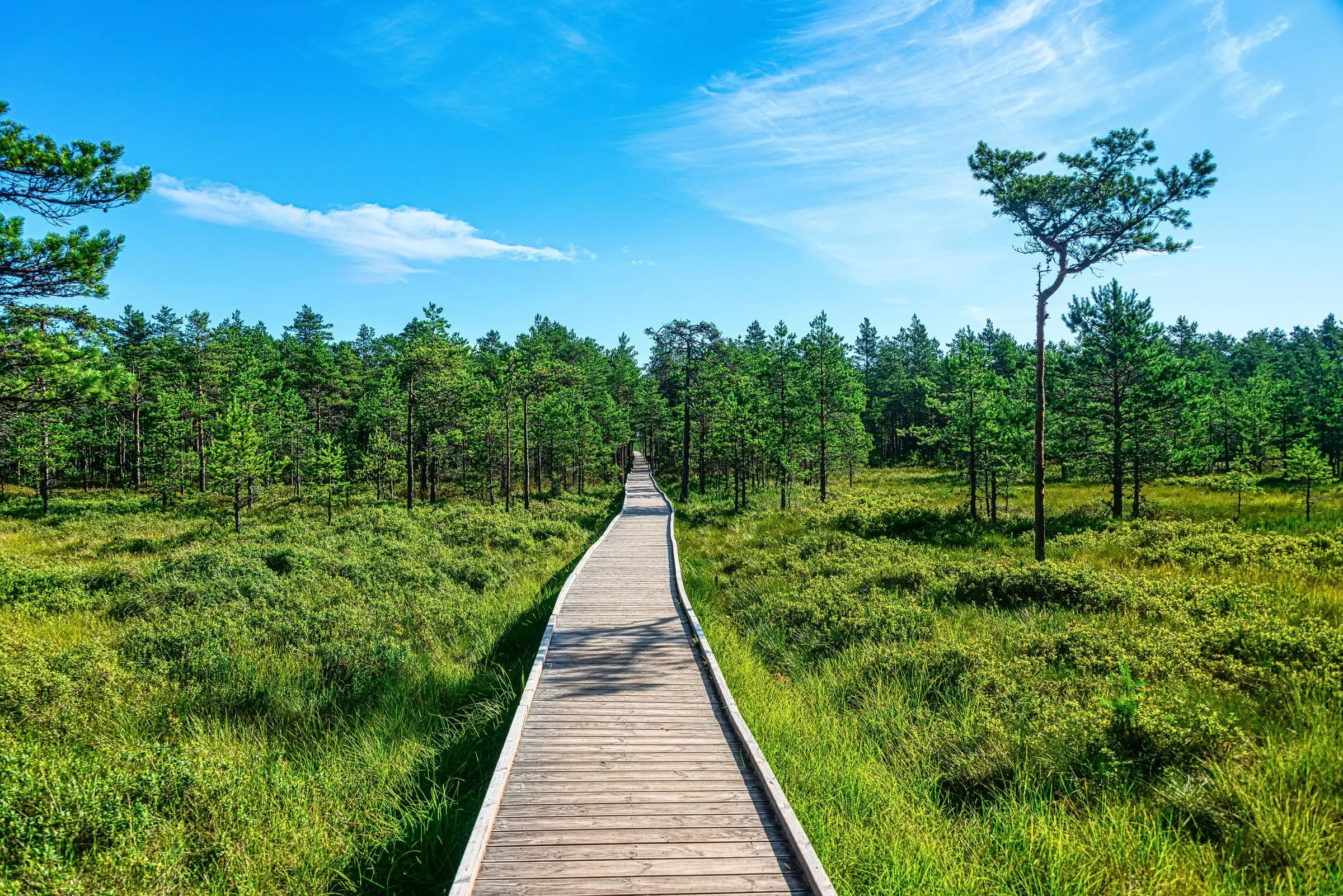 Viru Bog in Lahemaa National Park